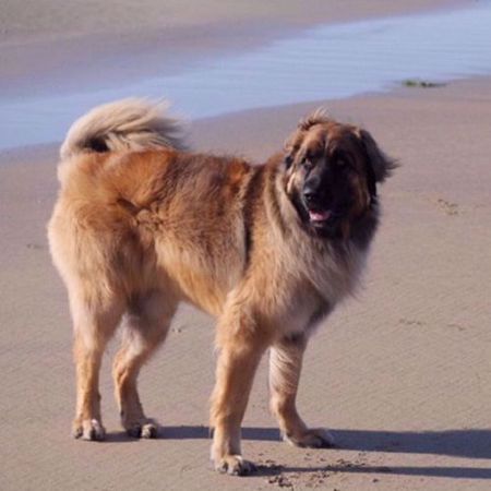 Picture for category Leonberger Genetic Testing