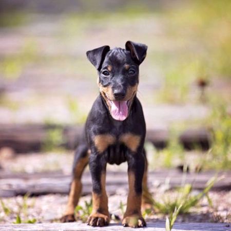 Picture for category Toy Manchester Terrier/English Toy Terrier Genetic Testing