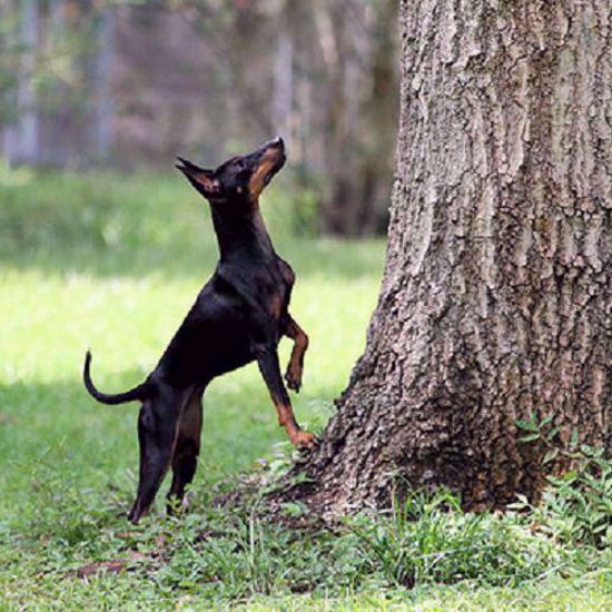 Toy Manchester Terrier 2 Test Combo