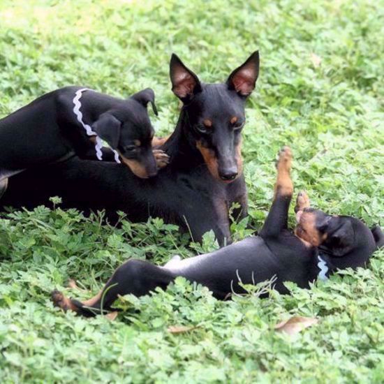 Toy Manchester Terrier 3 Test Combo 