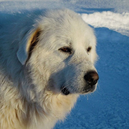 Picture for category Great Pyrenees Genetic Testing