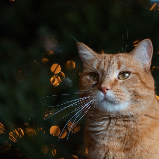 Picture of Feline Genetic Testing