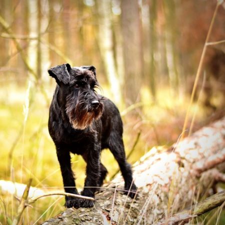 Picture for category Miniature Schnauzer Health Panel