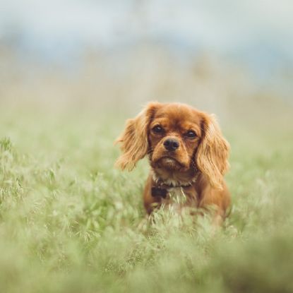 Picture of Cavalier King Charles Spaniel 2 Test Combo