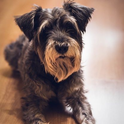 Picture of Miniature Schnauzer 4 Test Combo