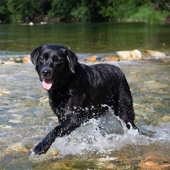 Picture of Dynamin-1 Associated Exercise-Induced Collapse (EIC)