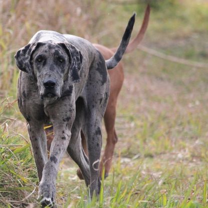 Picture of CNTNAP1 associated laryngeal paralysis/polyneuropathy (LPPN3)