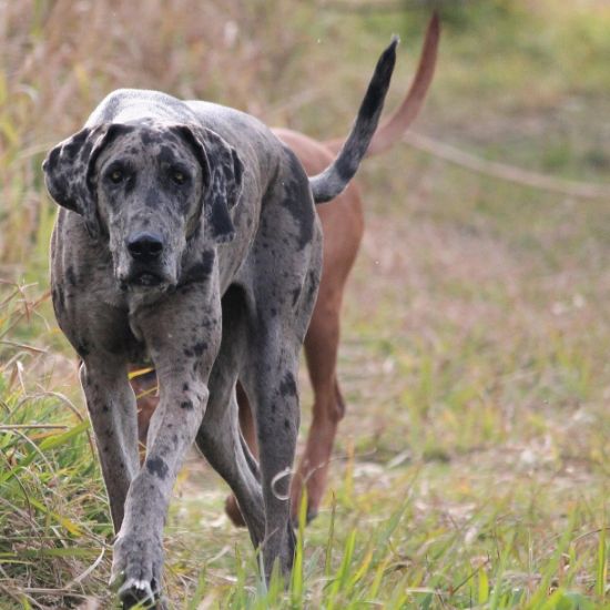 Picture of CNTNAP1 associated laryngeal paralysis/polyneuropathy (LPPN3)