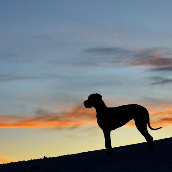 Picture of Leukoencephalomyelopathy (LEMP)