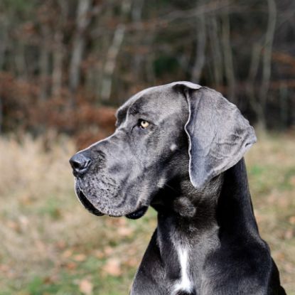 Picture of Great Dane 3 Test Combo