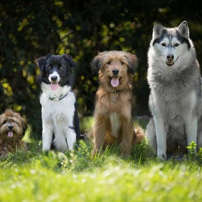 Picture of Degenerative Myelopathy (DM)