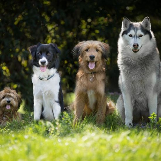 Picture of Degenerative Myelopathy (DM)