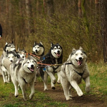 Picture of Siberian Husky 4 Test Combo