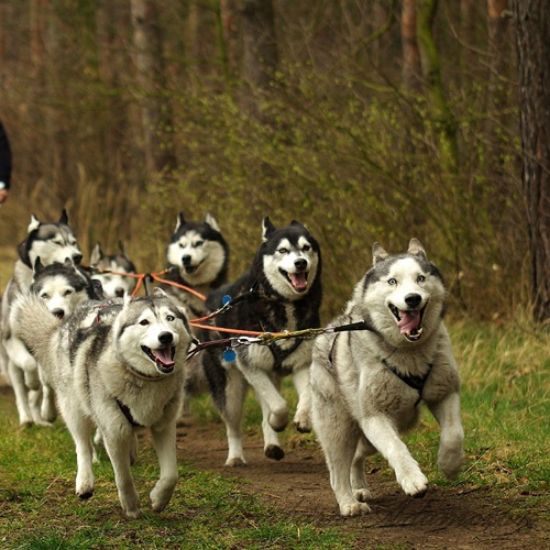 Picture of Siberian Husky 4 Test Combo
